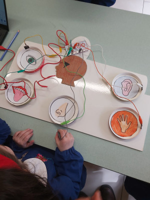 Pannello interattivo dei 5 sensi